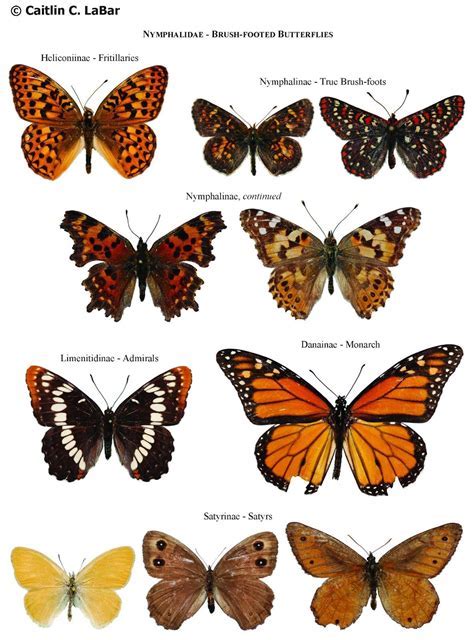 A Colorful Planet: Revealing the Astonishing Variety of Lepidoptera Species