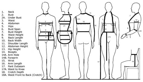 A Dynamic Figure: Height, Body Measurements, and Fashion Influence