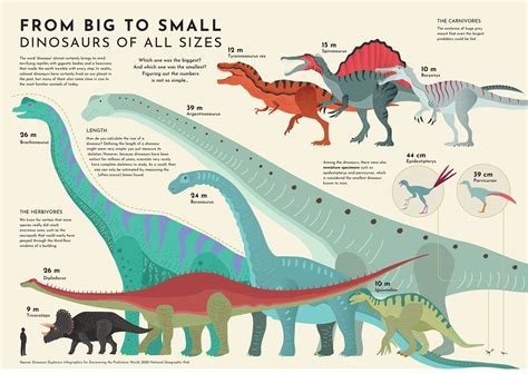 A Glimpse into Dinosaurs' Height and Size