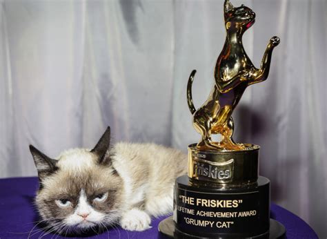 Achievements and Awards in the World of Feline Celebrity