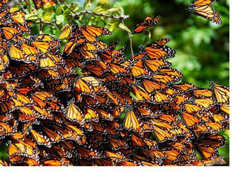 Aerial Achievers: Navigating Vast Distances in the World of Lepidoptera