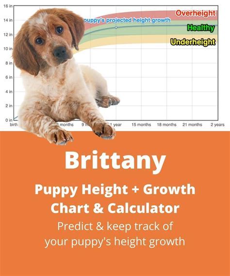 Age, Height, and Figure: The Physical Attributes of Brittany Nicole