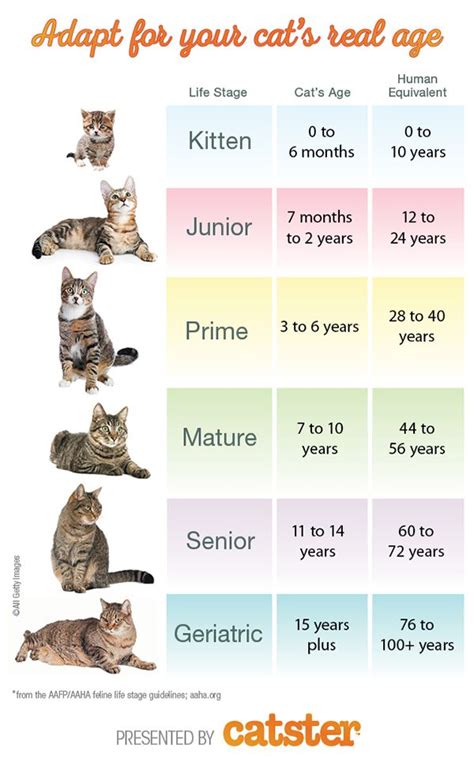 Age is Just a Number: Tracking the Evolution of Baby Kitten