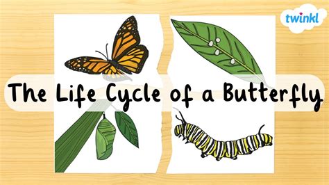 Age is Just a Number: Understanding the Lifespan of Butterflies