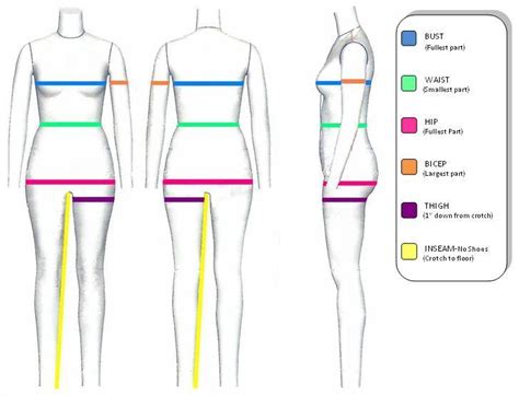 Body Measurements and Modeling Career