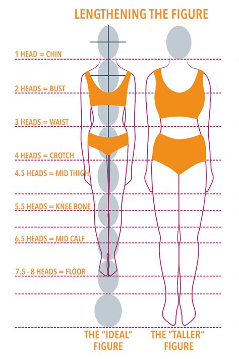 Body Proportions and Fitness Analysis