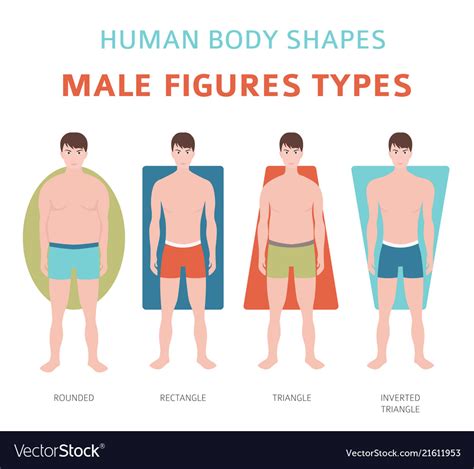 Body Shape and Physique