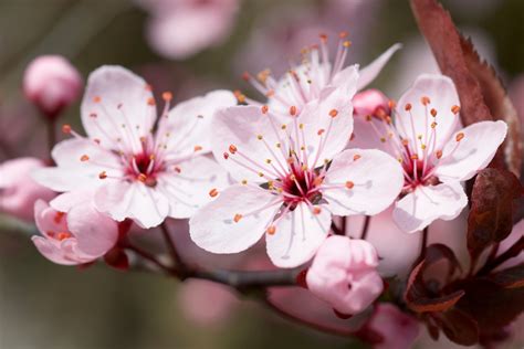 Brief Overview of the Life and Characteristics of a Blossom