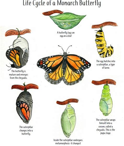 Delving into the Life of Butterfly Love