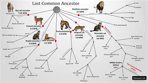 Early Life of Felidae: Origins and Lineage