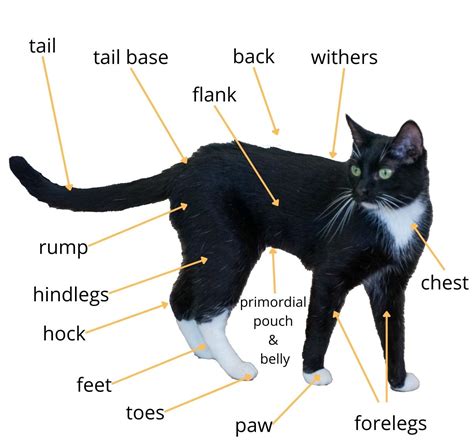Examining the unique physical traits that set this feline apart