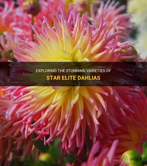 Exploring Dahlia Star's Remarkable Wealth and Successful Ventures