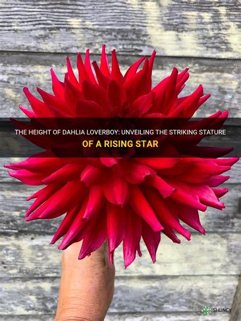 Exploring Dahlia Star's Stature, Allure, and Fashion Influence