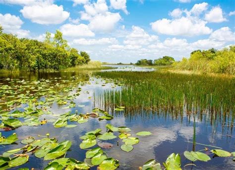 Exploring the Beauty of Nature in the Florida Everglades