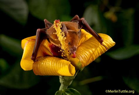 Exploring the Life of a Fascinating Cuban Pollinator