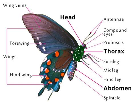 Figuring Out Butterflies: The Anatomy and Physical Characteristics