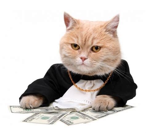 Financial Success and Wealth Accumulation of the Adorable Feline