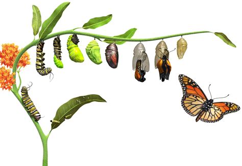 From Caterpillar to Wings