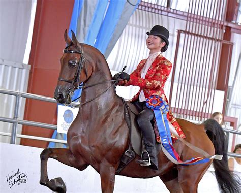 From Equestrian Champion to Social Media Influencer