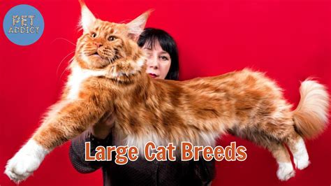 From Ground to Shoulders: Exploring Kitty Cat's Impressive Stature
