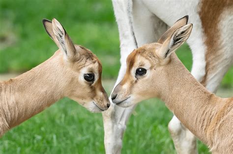 From Sunrise to Sunset: A Day in the Life of the Adorable Gazelle