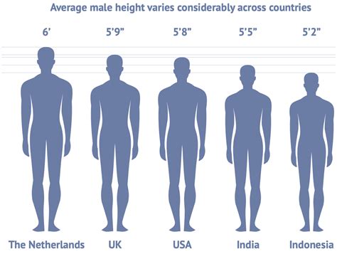 Height: Accurate Details and Comparisons