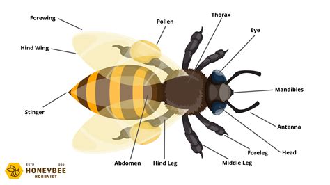 Height: Exploring Camila Bee's Physical Appearance