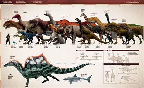 Height: Facts and Figures