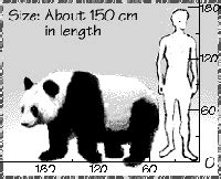 Height: How Tall is Luna Panda?