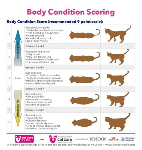 Height and Body Measurements of Christi Cats
