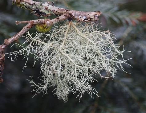 Height and Figure: Physical Characteristics of Usnea Lichen