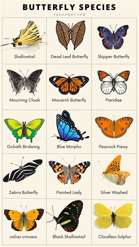 Height in the Natural World: An Insight into Butterfly Sizes