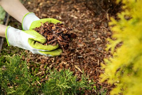 Maintain Regular Fertilization and Mulching