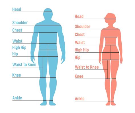 Measurements: Height, Figure, and Body Statistics