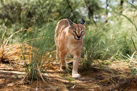 Measuring up to the Top: The Impressive Height and Size of Felidae