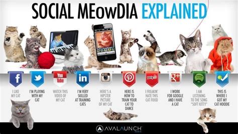 Sweet Cat's Social Media Presence