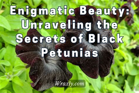 The Enigmatic Beauty: Unraveling Sharelle's Untold Secrets