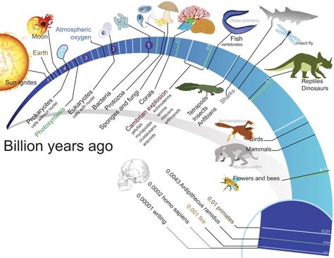 The Evolution and Origins
