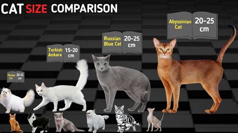The Height and Appearance of Grace Cat