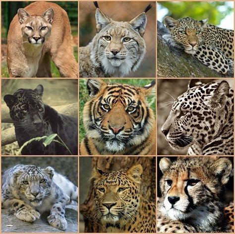 The Most Prominent Members: Discovering the Leading Felidae Species