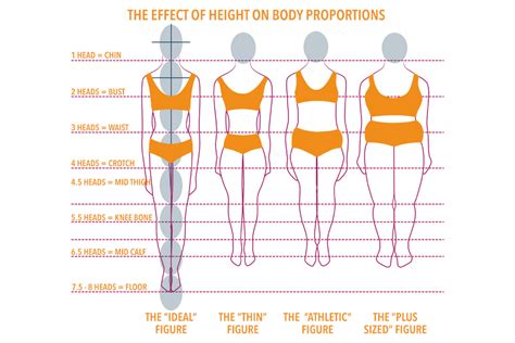 The Perfect Figure: Kaorifrost's Body Proportions and Impacts