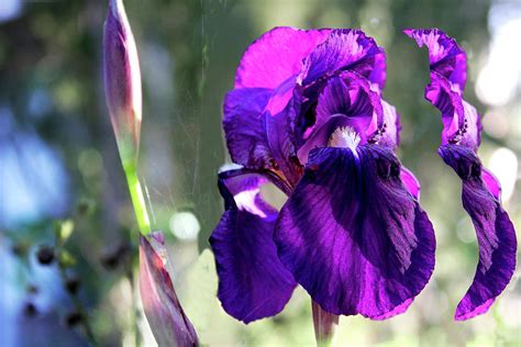 The Timeless Elegance: Exploring the Enigmatic Journey of Iris Freedom