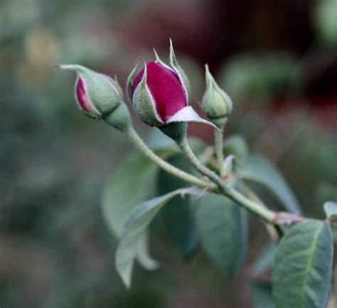 Uncovering the Journey of Softer Roses: A Biographical Exploration