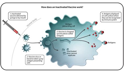 Understanding the Mechanics of Vaccination