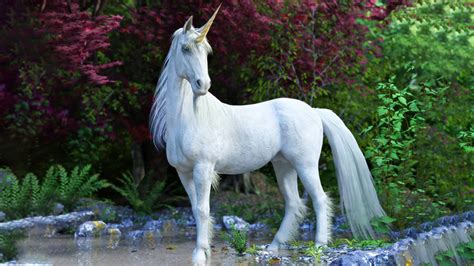 Unicorn Heights: From Graceful Ponies to Majestic Creatures