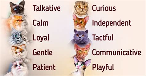 Unique Personality Traits That Define the Adorable Feline