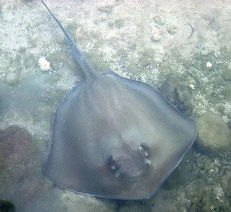 Unraveling the Mysterious Persona of Stingray Suicide: A Glimpse into the Life