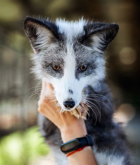 Unveiling the Mesmerizing Figure and Appearance of Siberian Foxes